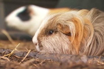 Animaux de compagnie : les abandons de lapins, cochons d’Inde et furets en forte hausse